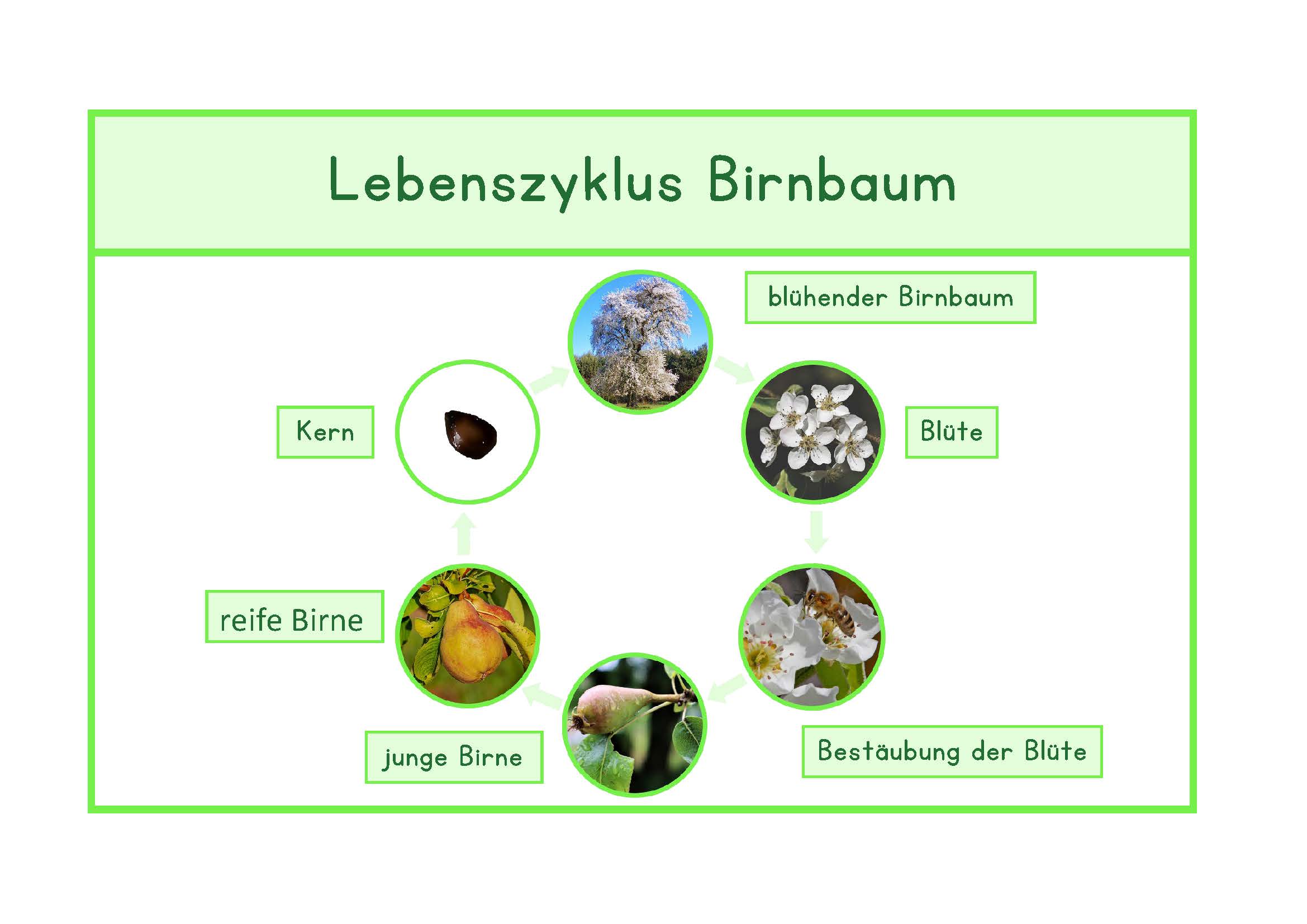 Lebenszyklus Birne