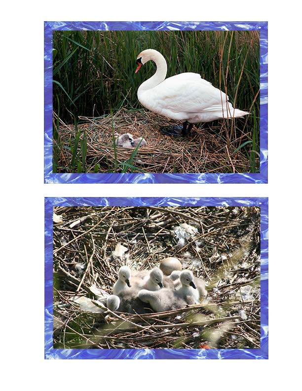 Schwan, swan, cygne, cisne