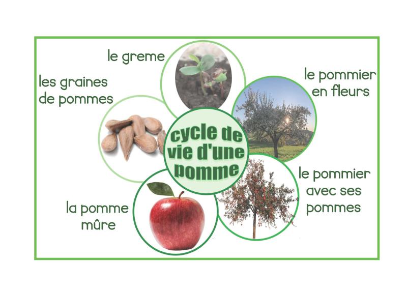 cycle de vie pomme Française