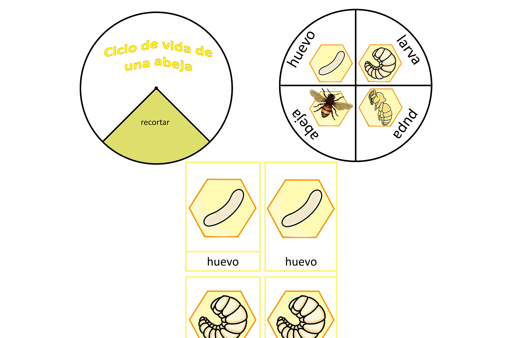 Ciclo de vida de una abeja, español, Montessori