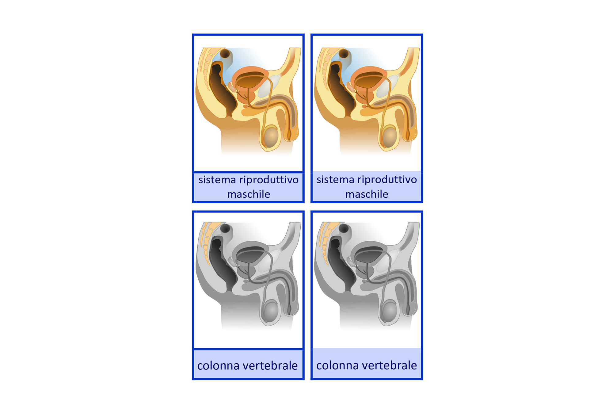 sistema riproduttivo maschile, Italiano
