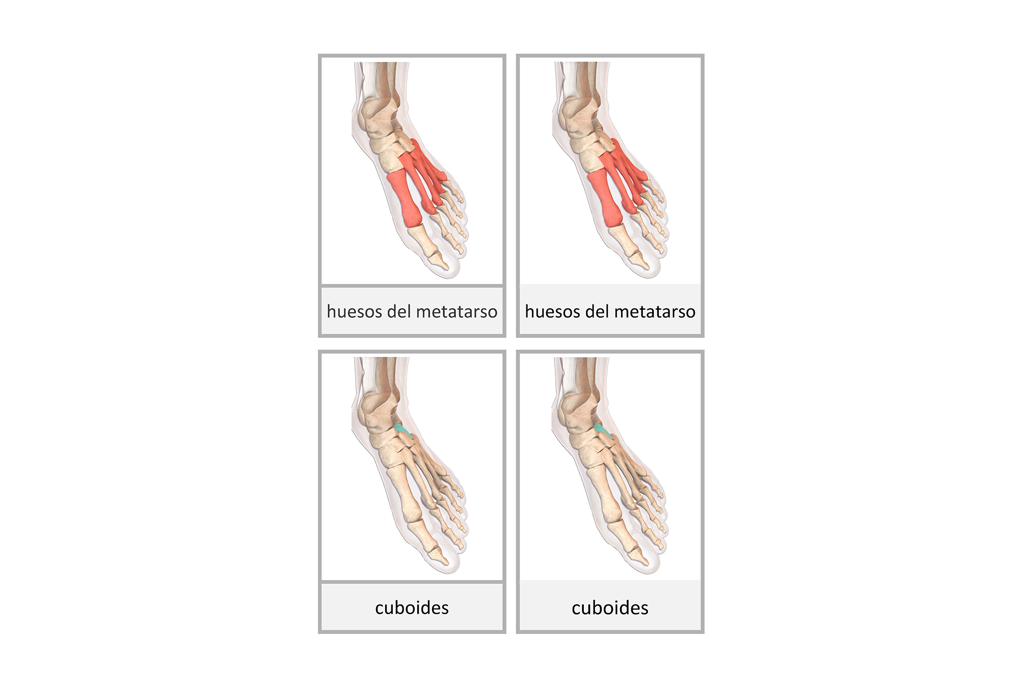 hueso del pie, Español