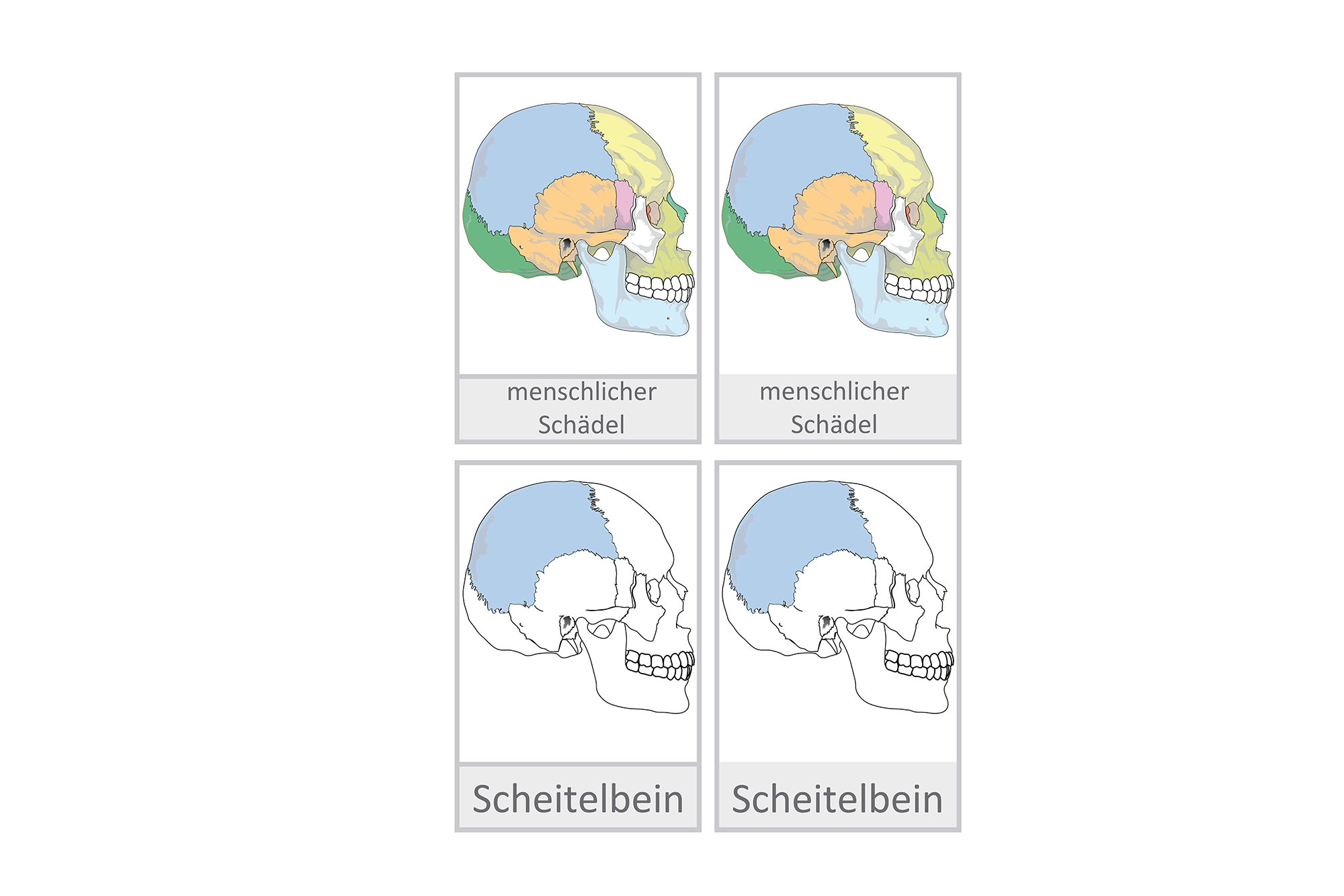 menschlicher Schädel Deutsch