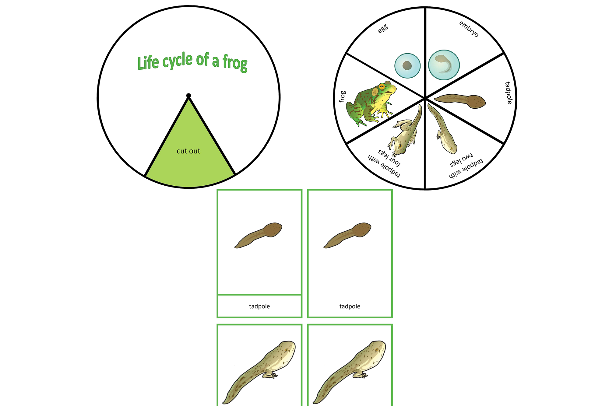 Life cycle of a frog, English