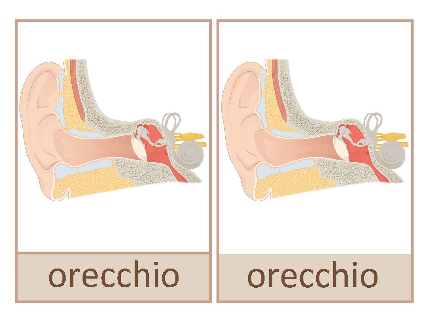 orecchio, Italiano