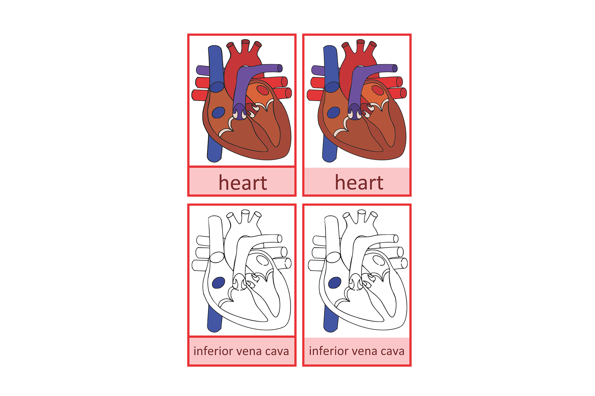 human heart English