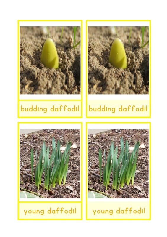 life cycle daffodil English