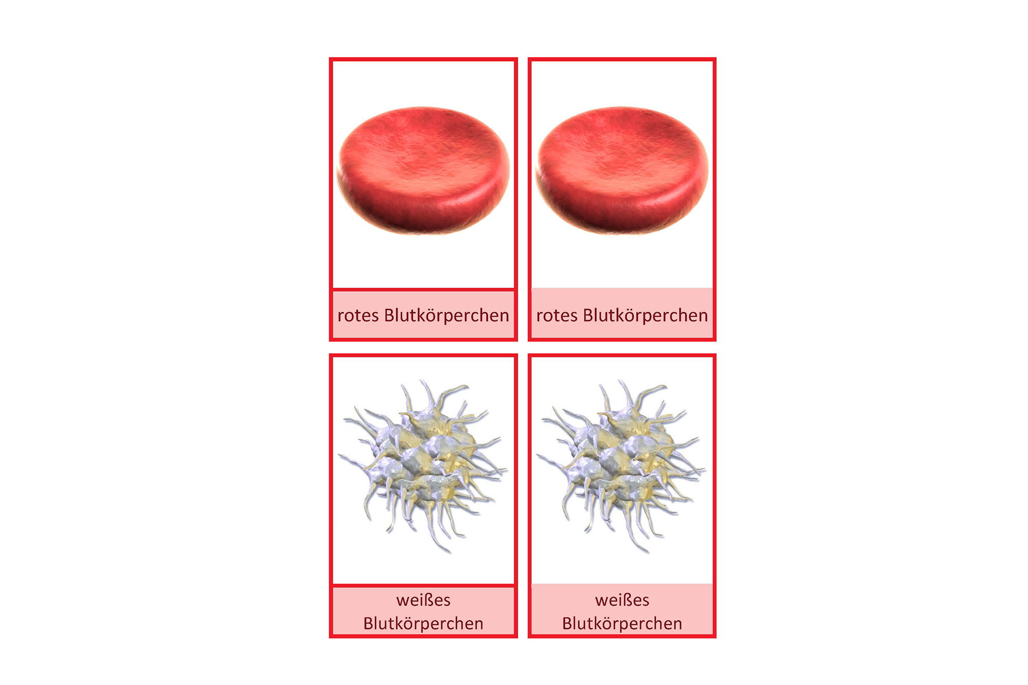 Blutzellen in deutscher Alltagssprache, Deutsch