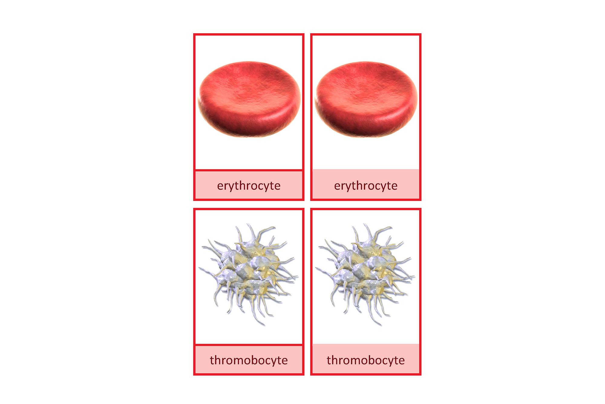 blood cells, English