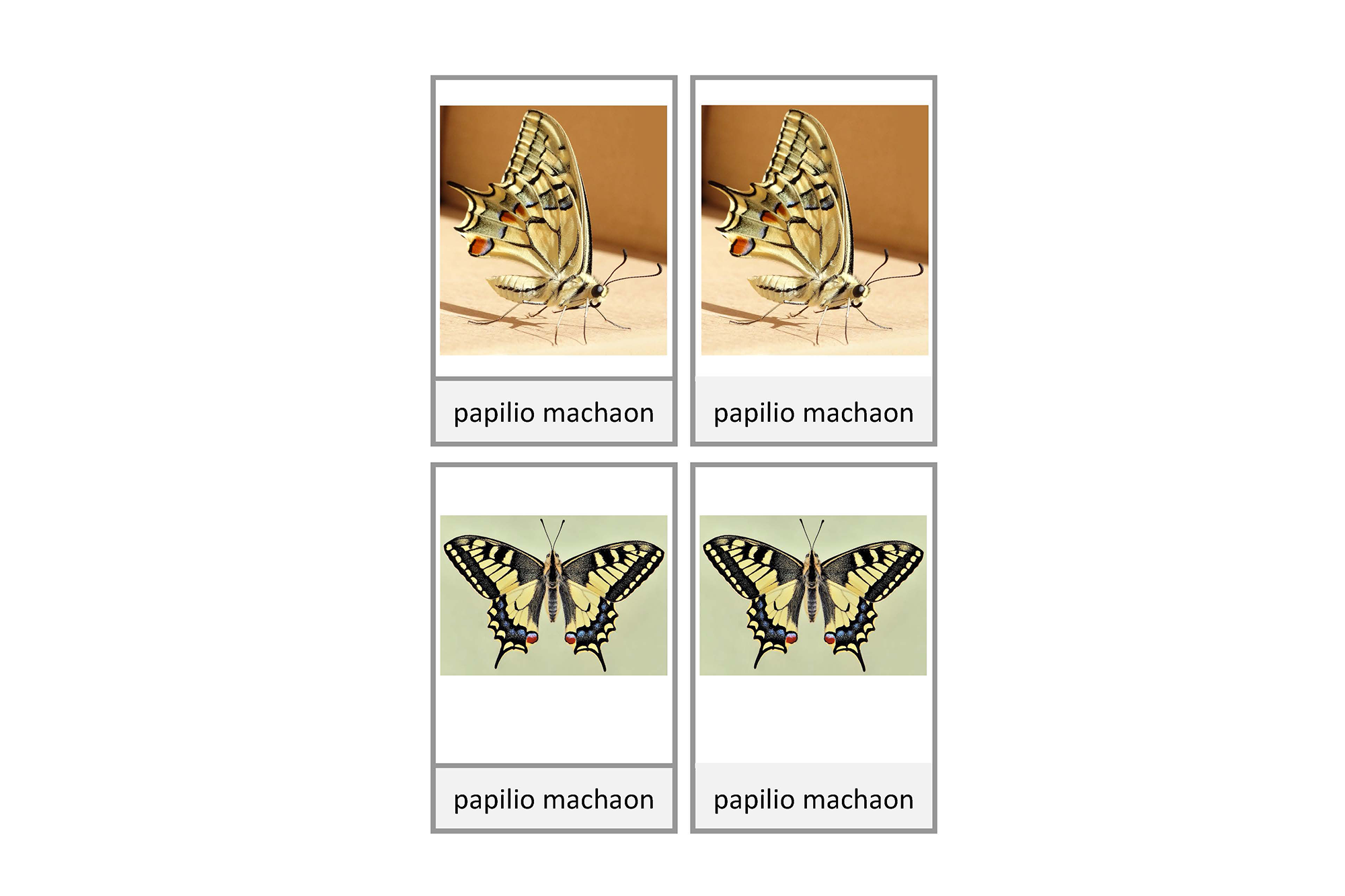 papilio machaon, Italiano