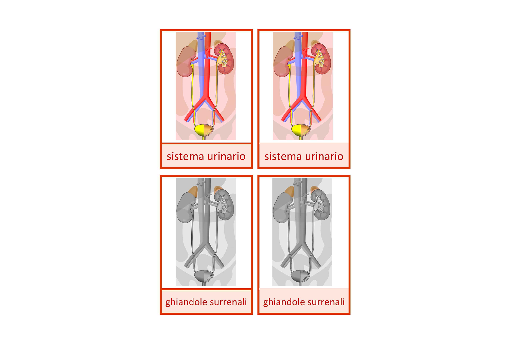 sistema urinario, Italiano