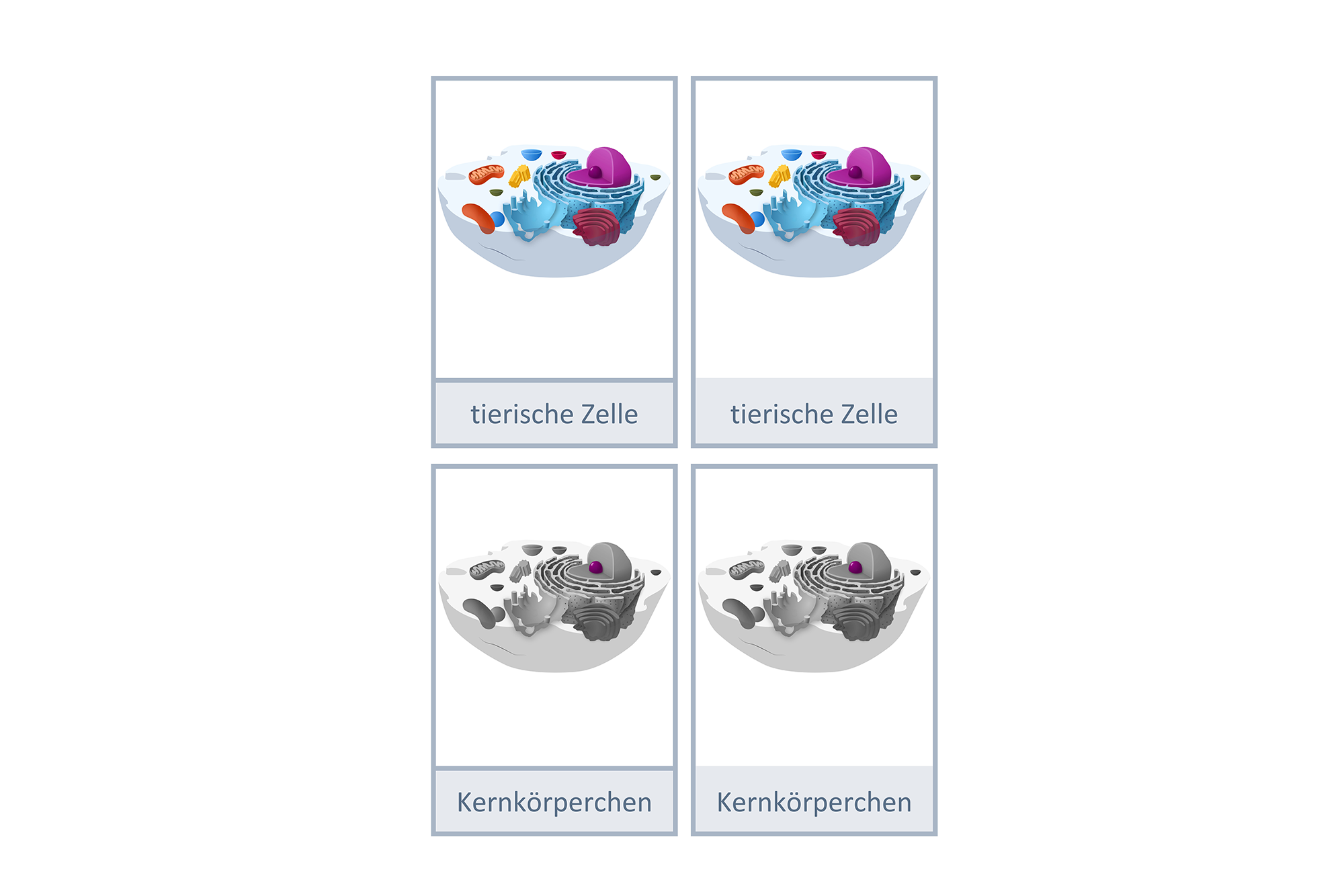 Nomenklaturkarten: tierische Zelle, Deutsch, Montessori