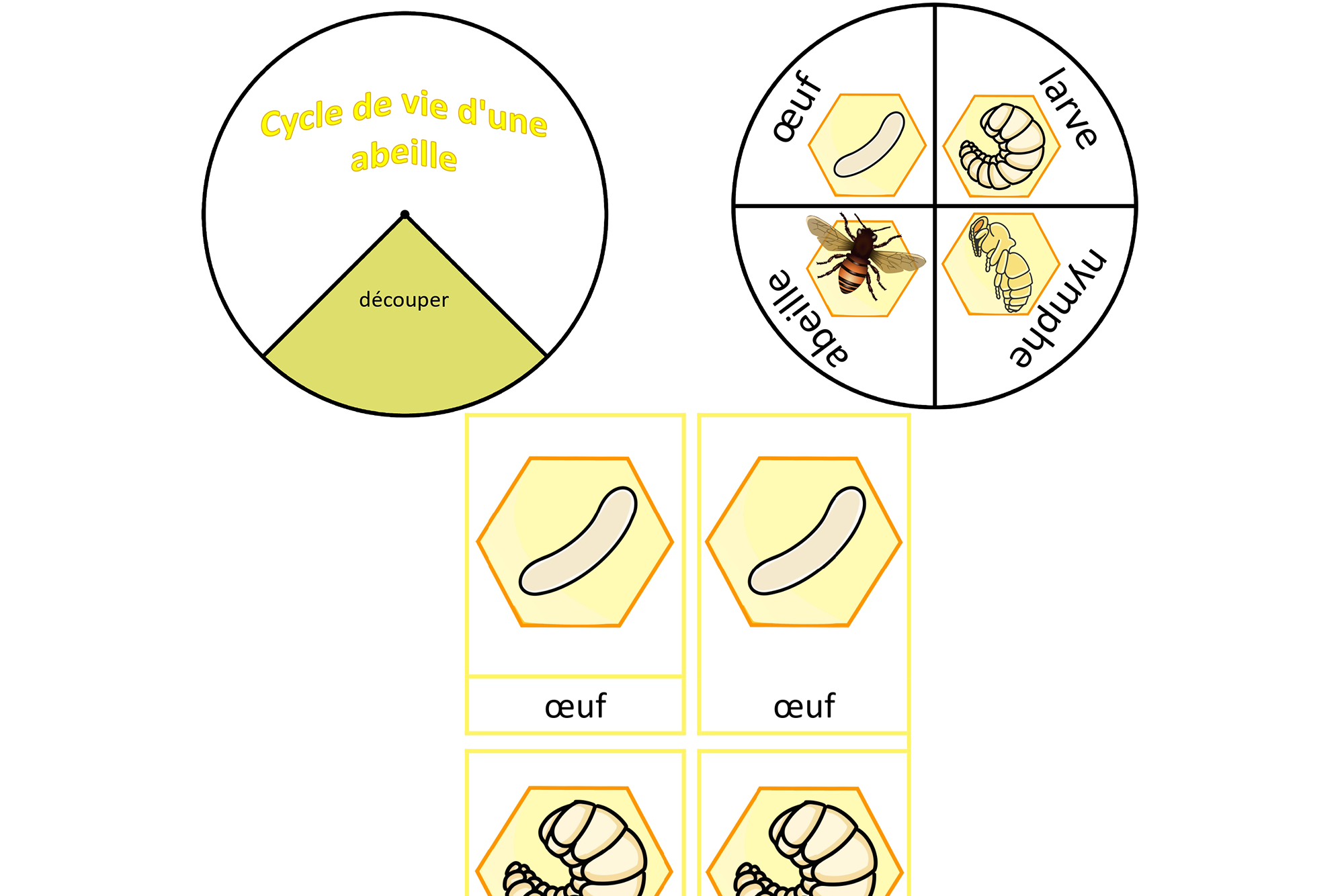 Cycle de vie d'une abeille, Français