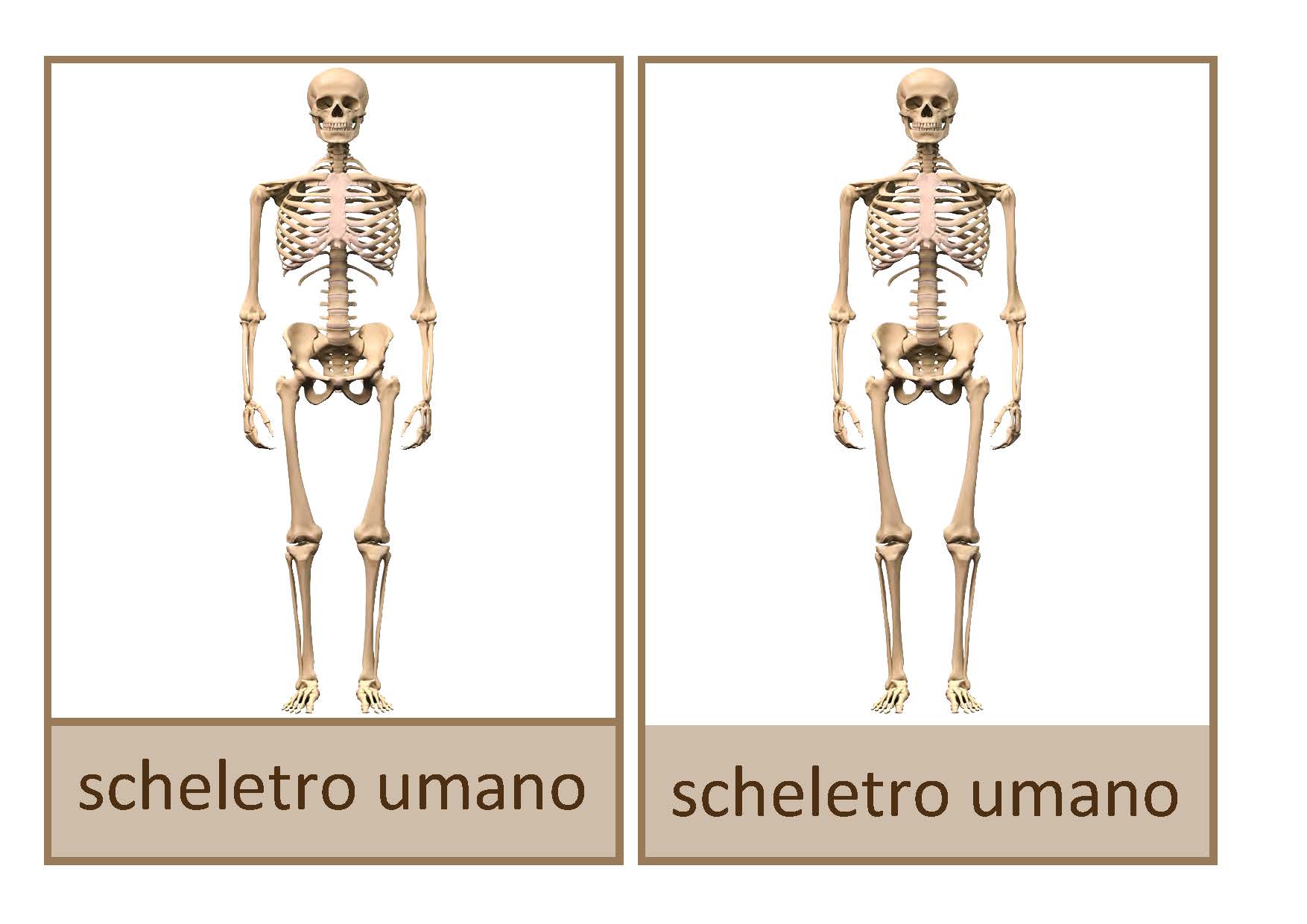 scheletro umano, Italiano