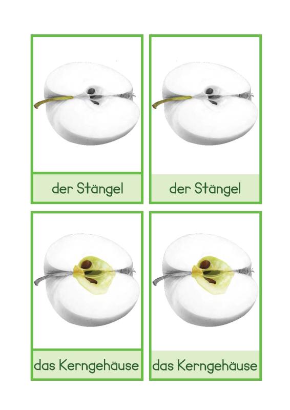 Teile eines Apfels Deutsch