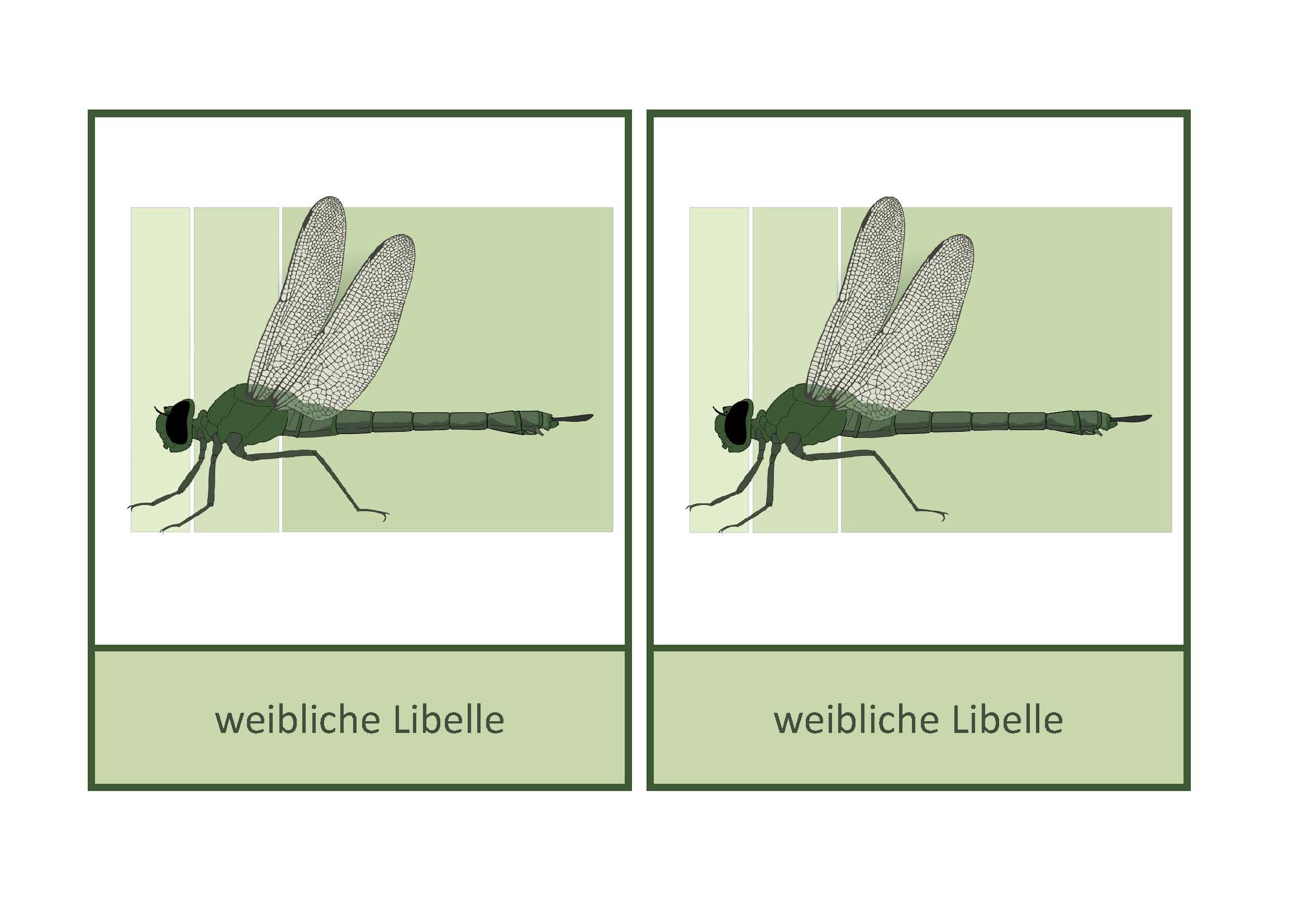 Körperteile Libelle, Deutsch