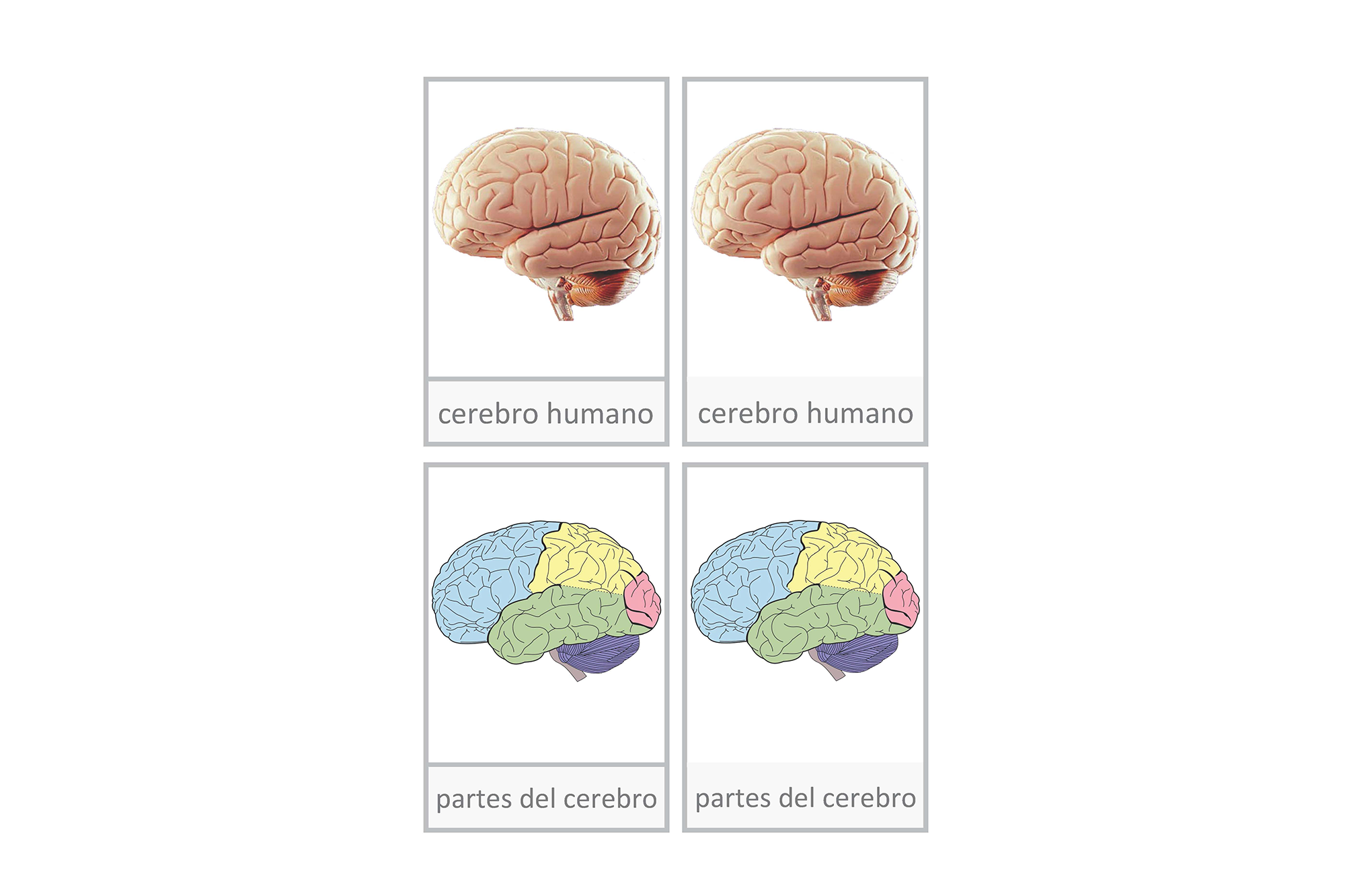 cerebro humano, Español