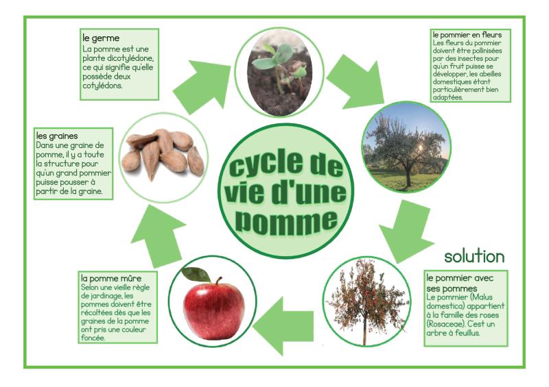 Feuilles de travail cycle de vie d'une pomme Français