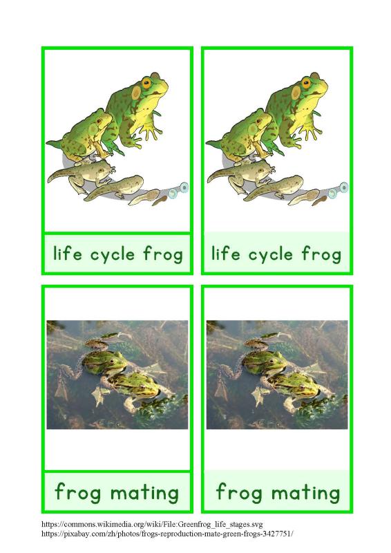 life cycle frog English