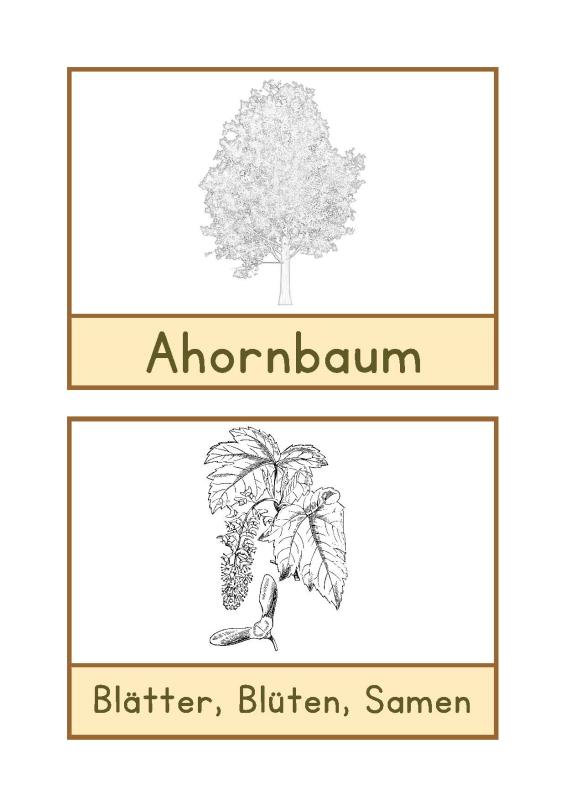 Ahornseiten zum Malen Deutsch