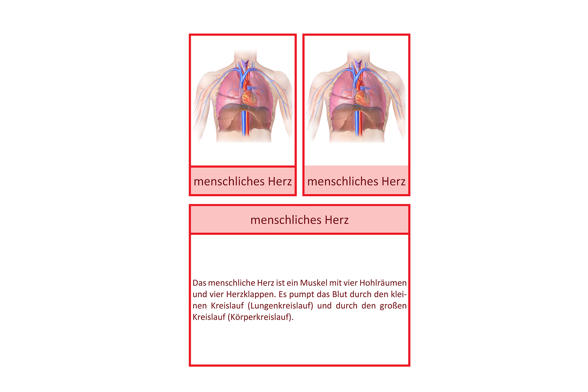  Informationskartei zur Anatomie und Physiologie des Herzes, Deutsch