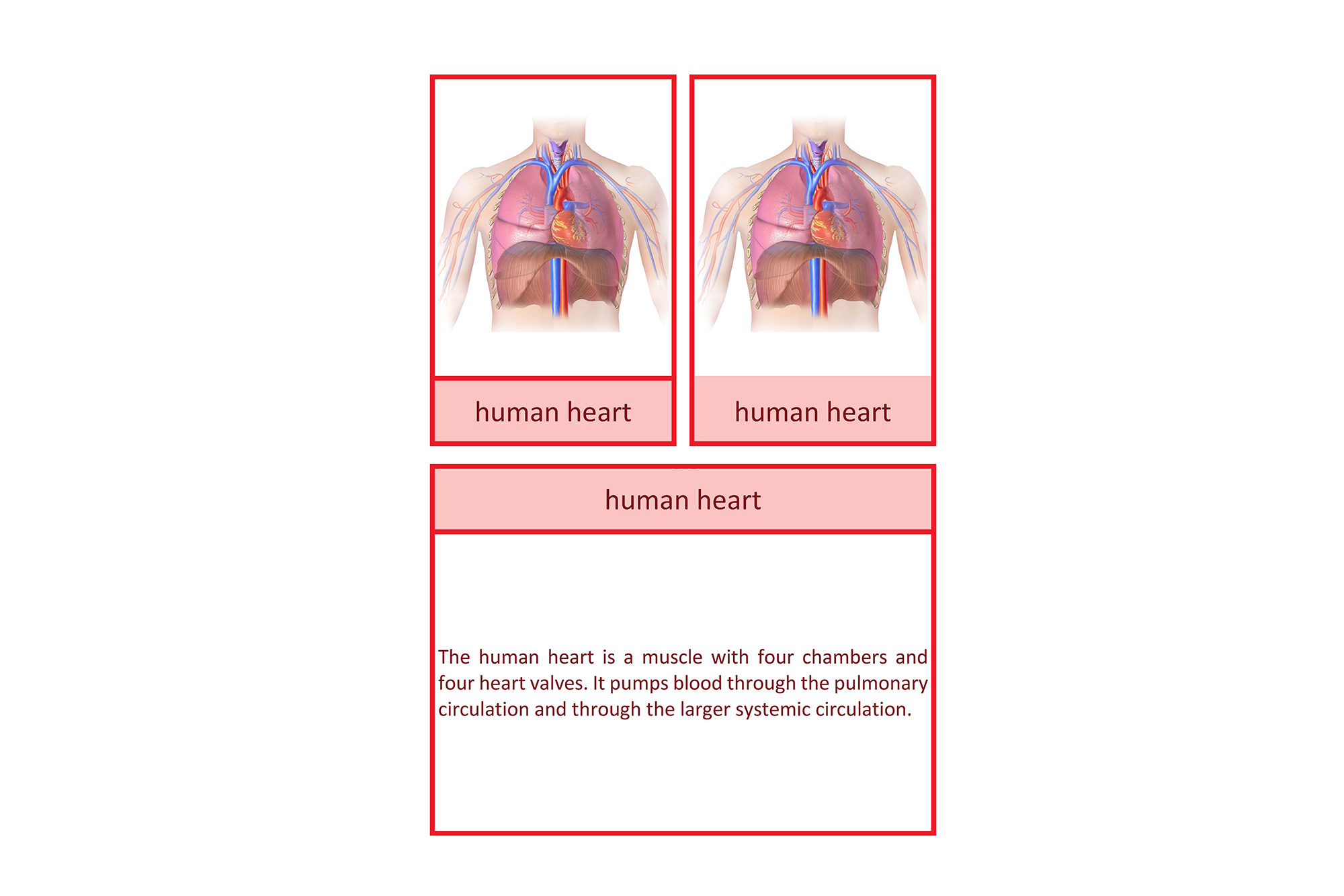 Information file: anatomy and physiology of the heart, English