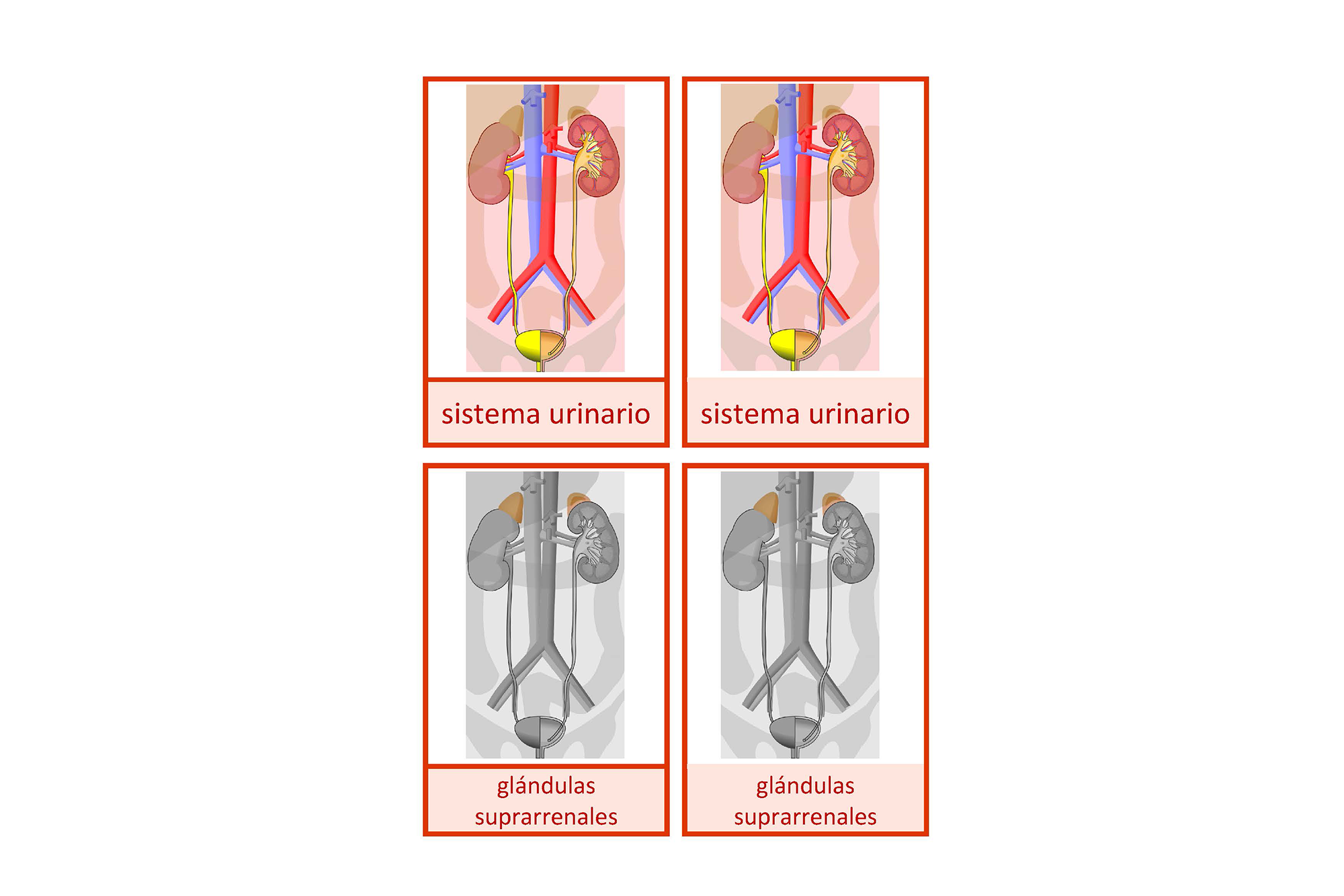 sistema urinario, Español 