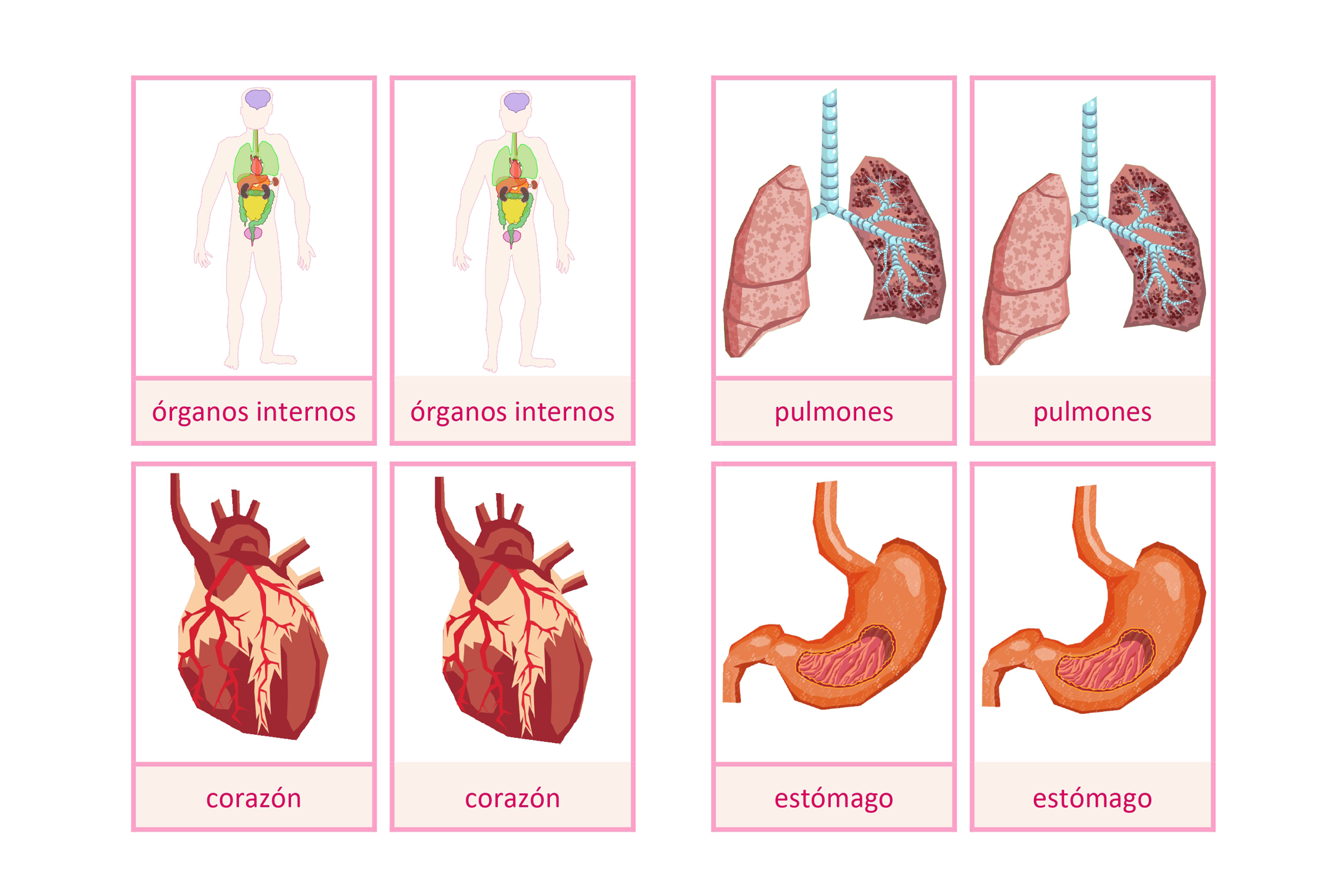 Tarjetas de nomenclatura: órganos internos del ser humano, español