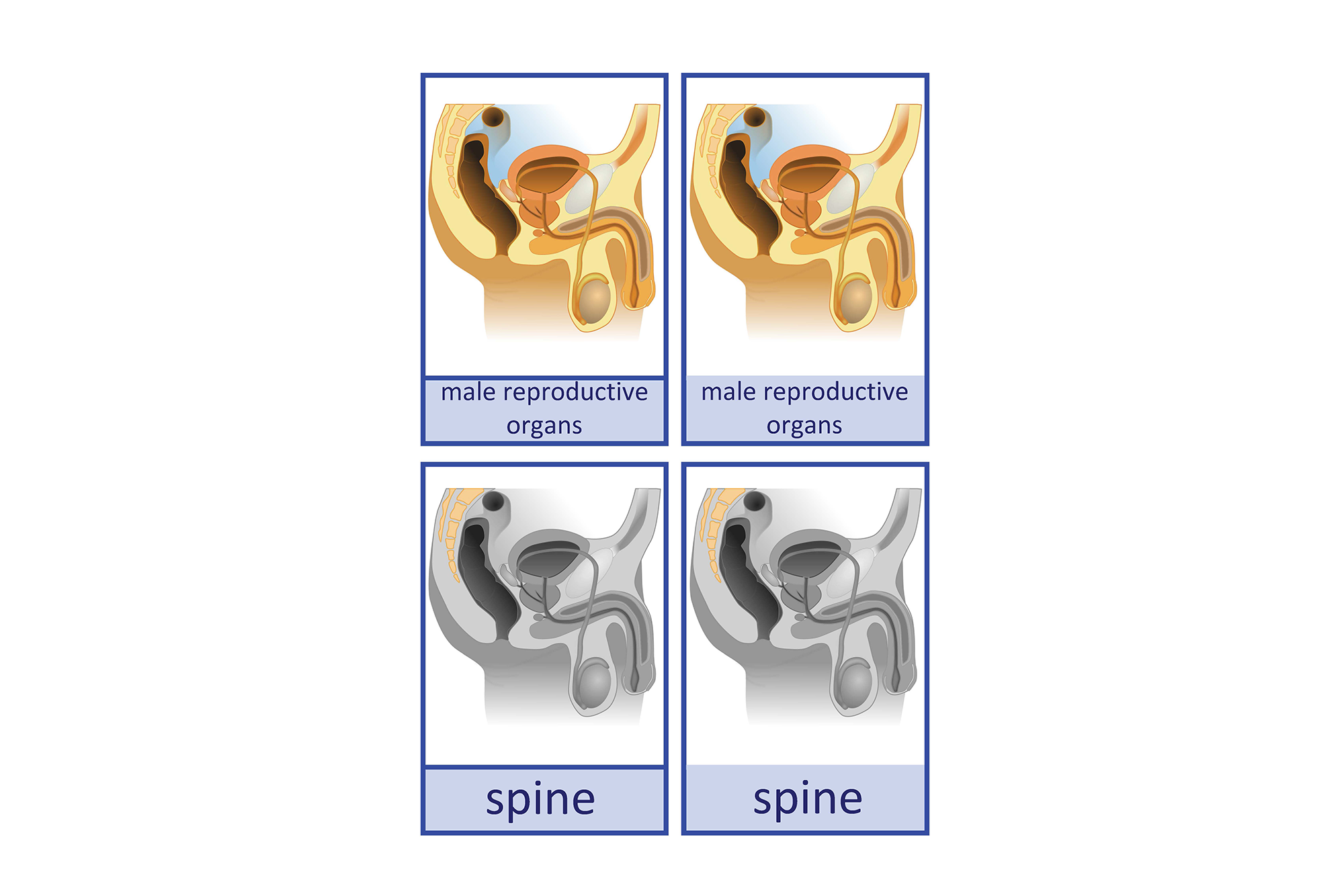 male reproductive organs, English 