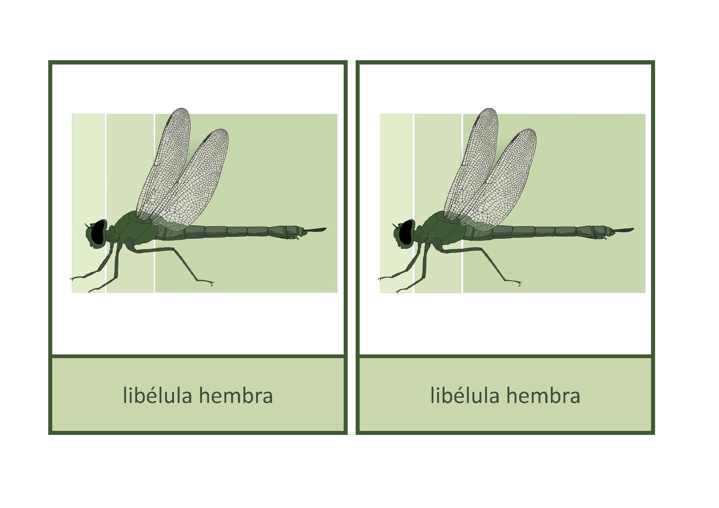 partes del cuerpo libélula, Español