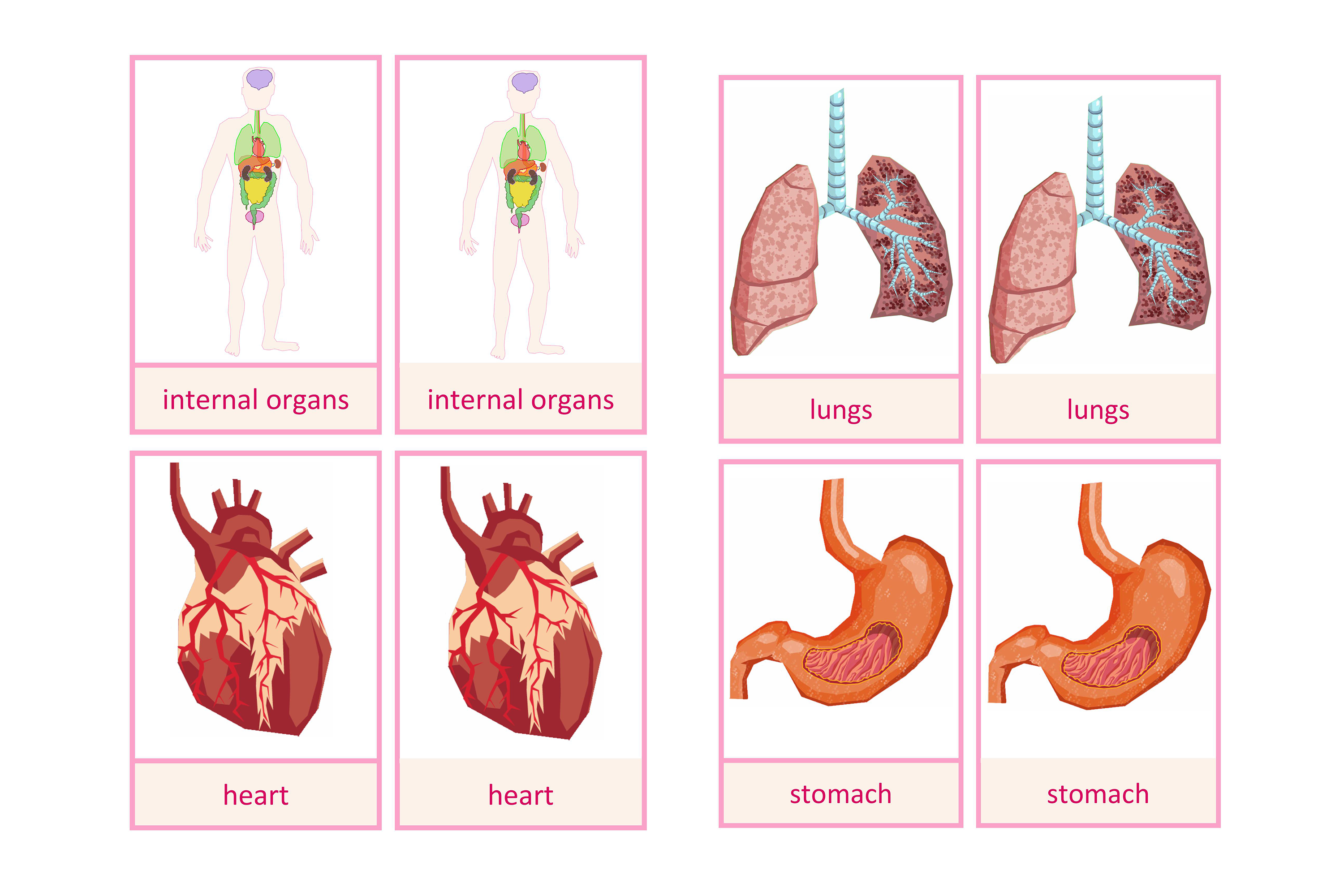 Nomenclature cards: internal organs of humans, English
