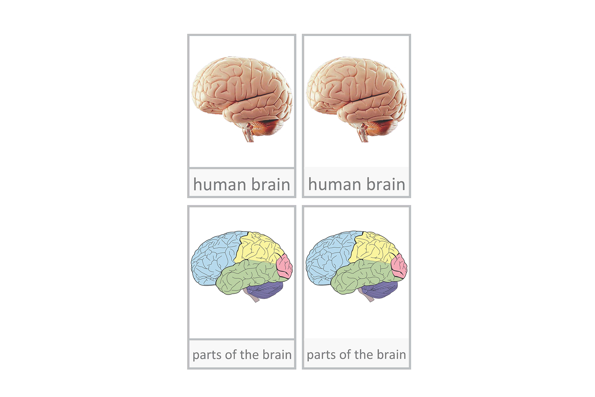 human brain, English