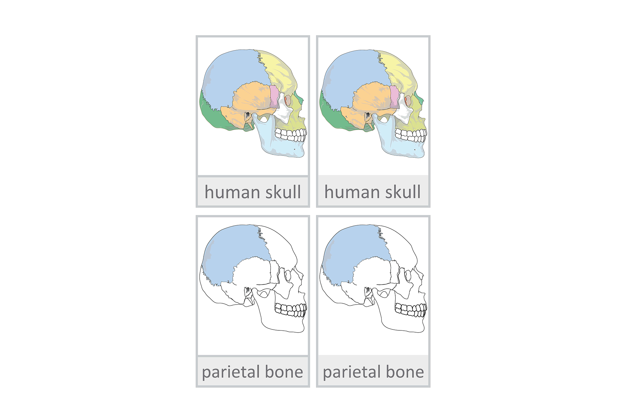 Human skull English